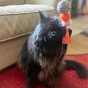 Angel joined the competition — help win amazing prizes! black_cat, cat, pet, indoor, playing, toy, fluffy, feline, red_carpet, couch, home, cozy, animal, whiskers, paw, fur, curious, closeup, domestic_cat, cute