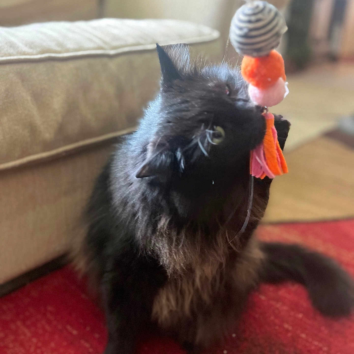 Angel joined the competition — help win amazing prizes! animal, black_cat, cat, closeup, couch, cozy, curious, cute, domestic_cat, feline, fluffy, fur, home, indoor, paw, pet, playing, red_carpet, toy, whiskers