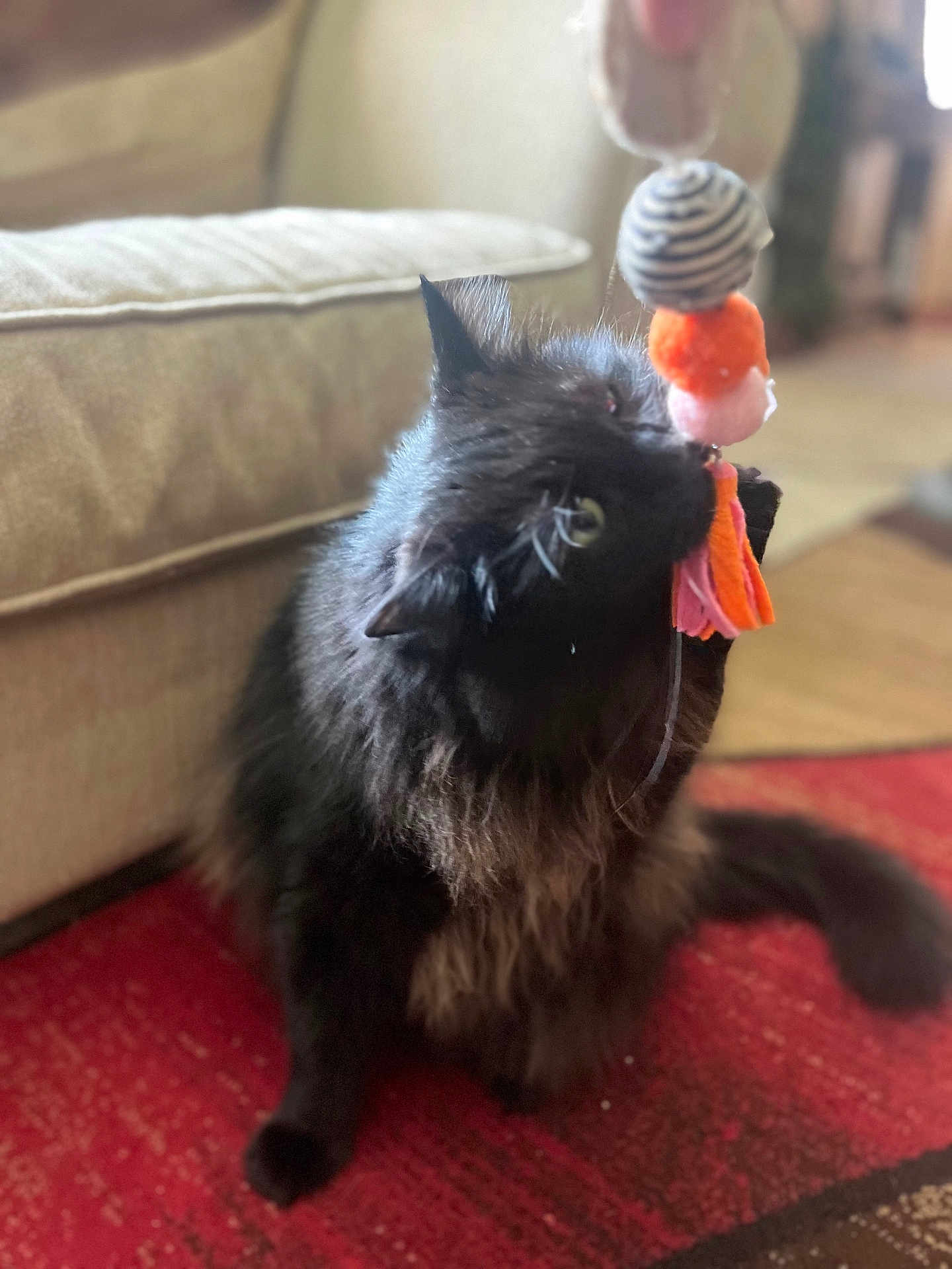 Angel joined the competition — help win amazing prizes! black_cat, cat, pet, indoor, playing, toy, fluffy, feline, red_carpet, couch, home, cozy, animal, whiskers, paw, fur, curious, closeup, domestic_cat, cute
