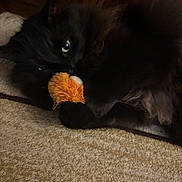 Angel joined the competition — help win amazing prizes! cat, black_cat, furry, toy, orange_toy, carpet, indoor, pet, playful, cute, animal, feline, claws, whiskers, ears, eyes, resting, cozy, wooden_background, closeup