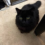 Cuddles is registered to the contest to win money with this photo: animal, black_cat, carpet, cat, close_up, curious, cute, domestic, ears, feline, fluffy, furniture, household, indoor, looking_up, pet, tail, whiskers, wooden_cabinet, yellow_eyes