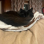 Cuddles joined the competition — help win amazing prizes! cat, black_cat, curled_up, blanket, couch, indoor, cozy, sleepy, pet, feline, fur, resting, domestic_animal, window, curtains, pattern, warm_lighting, home, relaxed, comfortable