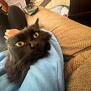 Cuddles joined the competition — help win amazing prizes! cat, black_cat, yellow_eyes, fluffy, indoor, couch, blue_sweatshirt, cozy, furniture, relaxed, pet, animal, closeup, home, comfort, seated, domestic, looking_up, soft_texture, resting