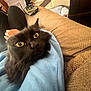cat, black_cat, yellow_eyes, fluffy, indoor, couch, blue_sweatshirt, cozy, furniture, relaxed, pet, animal, closeup, home, comfort, seated, domestic, looking_up, soft_texture, resting