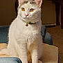 cat, white_cat, yellow_eyes, indoor, pet, feline, collar, bell, sitting, cozy, furniture, carpet, chair, portrait, animal, domestic_cat, alert, cute, whiskers, fur