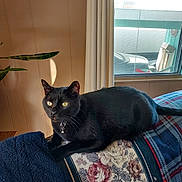 Loki joined the competition — help win amazing prizes! black_cat, cat, indoor, couch, floral_pattern, plaid_pattern, window, curtains, plant, sunlight, pet, domestic_animal, feline, collar, bell, relaxed, resting, home, cozy, curious