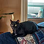 black_cat, cat, indoor, couch, floral_pattern, plaid_pattern, window, curtains, plant, sunlight, pet, domestic_animal, feline, collar, bell, relaxed, resting, home, cozy, curious