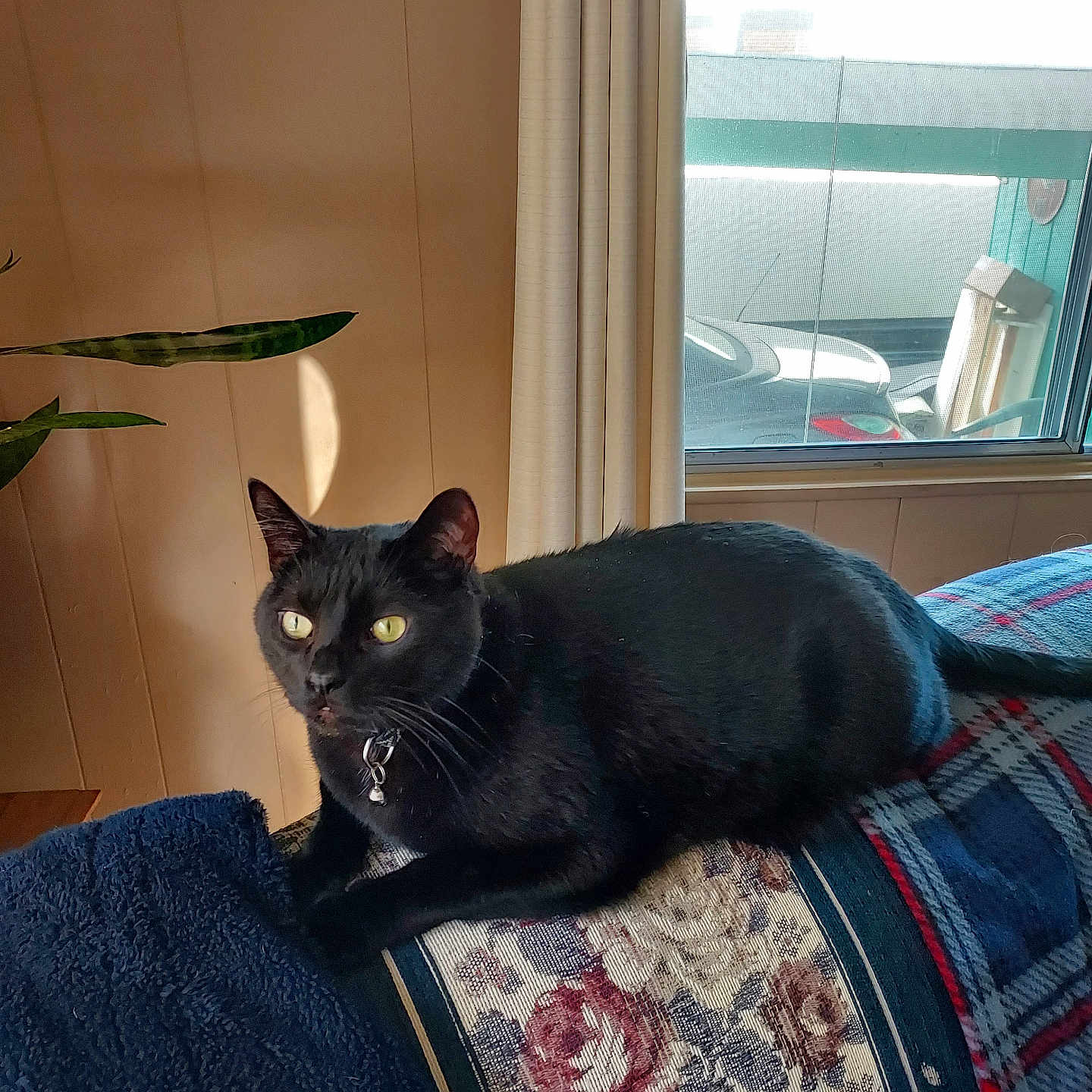 Loki