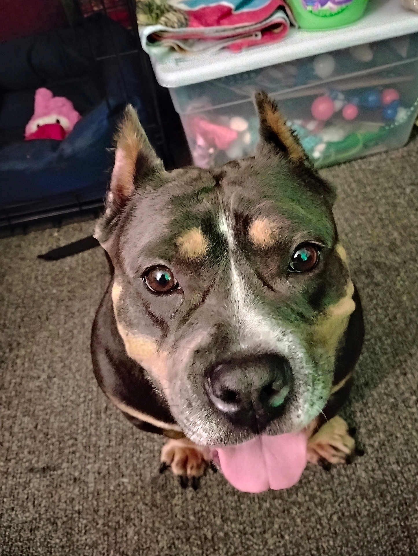 Pepper is registered to the contest to win money with this photo: dog, pet, tongue_out, close_up, carpet, indoor, brown_dog, black_dog, animal, cute, happy, ears_up, looking_up, floor, toy_storage, pet_bed, domestic_animal, canine, snout, friendly