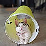 abyssinian, animal, architecture, bag, blanket, building, cat, clothing, electronics, hardwood, hat, kitten, manx, outdoors, pet, remotecontrol, shelter, siamese, tent, wood