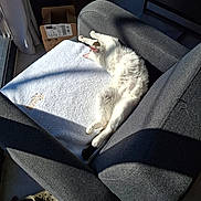 Ruby a rejoint le concours — aidez-le/la à gagner de superbes lots ! animal, architecture, armchair, blanket, box, building, cat, chair, couch, cushion, furniture, homedecor, indoors, kitten, livingroom, person, pet, plate, room, sleeping
