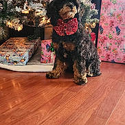 Rebel joined the competition — help win amazing prizes! black_dog, bow_tie, brown_dog, celebration, christmas_tree, cozy, decorations, dog, festive, holiday, indoor, lights, ornaments, pet, pine_tree, presents, seasonal, sitting, wooden_floor, wrapped_gifts