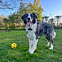 Vasco a rejoint le concours — aidez-le/la à gagner de superbes lots ! animal, ball, blue_sky, border_collie, canine, collar, daylight, dog, field, fur, grass, greenery, happy, nature, outdoor, pet, playing, summer, tongue_out, tree