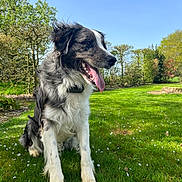 Vasco participe au concours pour gagner de l'argent avec cette photo : animal, black_and_white, blue_sky, canine, collar, daylight, dog, fur, garden, grass, happy, mammal, nature, outdoor, park, petals, sitting, sunny, tongue_out, trees