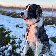 Vasco participe au concours pour gagner de l'argent avec cette photo : dog, black_and_white, sitting, snow, grass, sunset, outdoor, pet, fur, collar, leash, happy, animal, nature, winter, landscape, canine, blurred_background, daylight, portrait