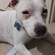 Alfie is registered to the contest to win money with this photo: dog, white_dog, pet, indoor, floor, paw, ear, collar, tag, resting, animal, canine, closeup, laying_down, door_frame, wall, speckled_floor, domestic_animal, one_paw_out, relaxed