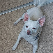 Ralph is registered to the contest to win money with this photo: dog, white_dog, pet, floor, indoor, doorway, tail, paw, winking, canine, collar, cheeky, home, speckled_floor, relaxed, animal, companion, blurred_tail, human_knee, casual