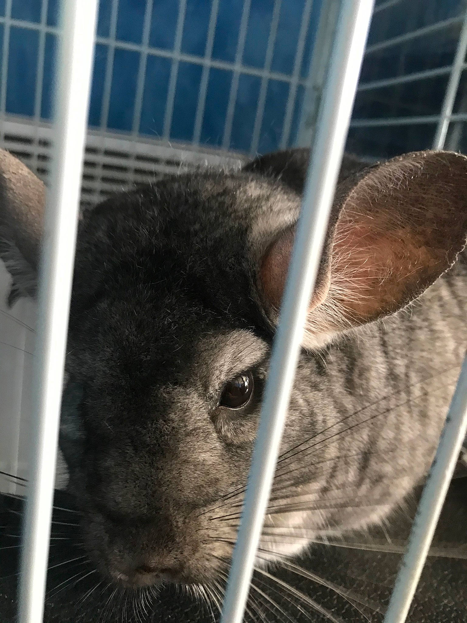 Harry a rejoint le concours — aidez-le/la à gagner de superbes lots ! animal_shelter, chinchilla, degu, fawn, mammal, rodent, snout, whiskers