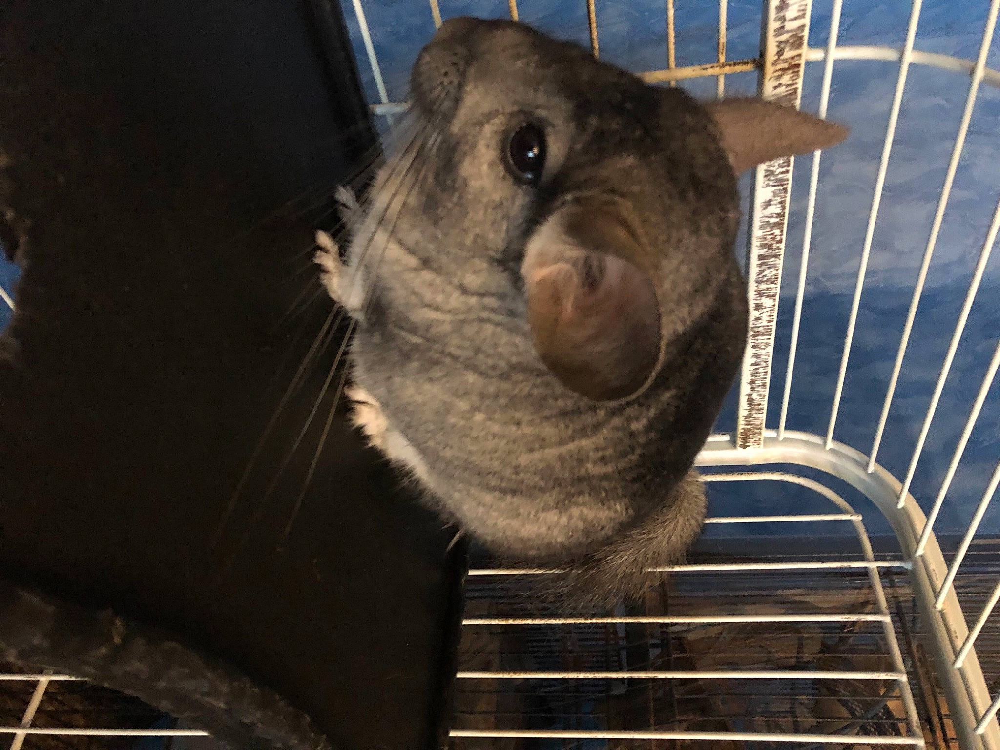 Harry a rejoint le concours — aidez-le/la à gagner de superbes lots ! animal_shelter, cage, carnivore, dog_breed, domestic_short_haired_cat, fawn, felidae, fur, mammal, mesh, metal, organism, pet_supply, rodent, small_to_medium_sized_cats, snout, terrestrial_animal, vertebrate, whiskers, wildlife