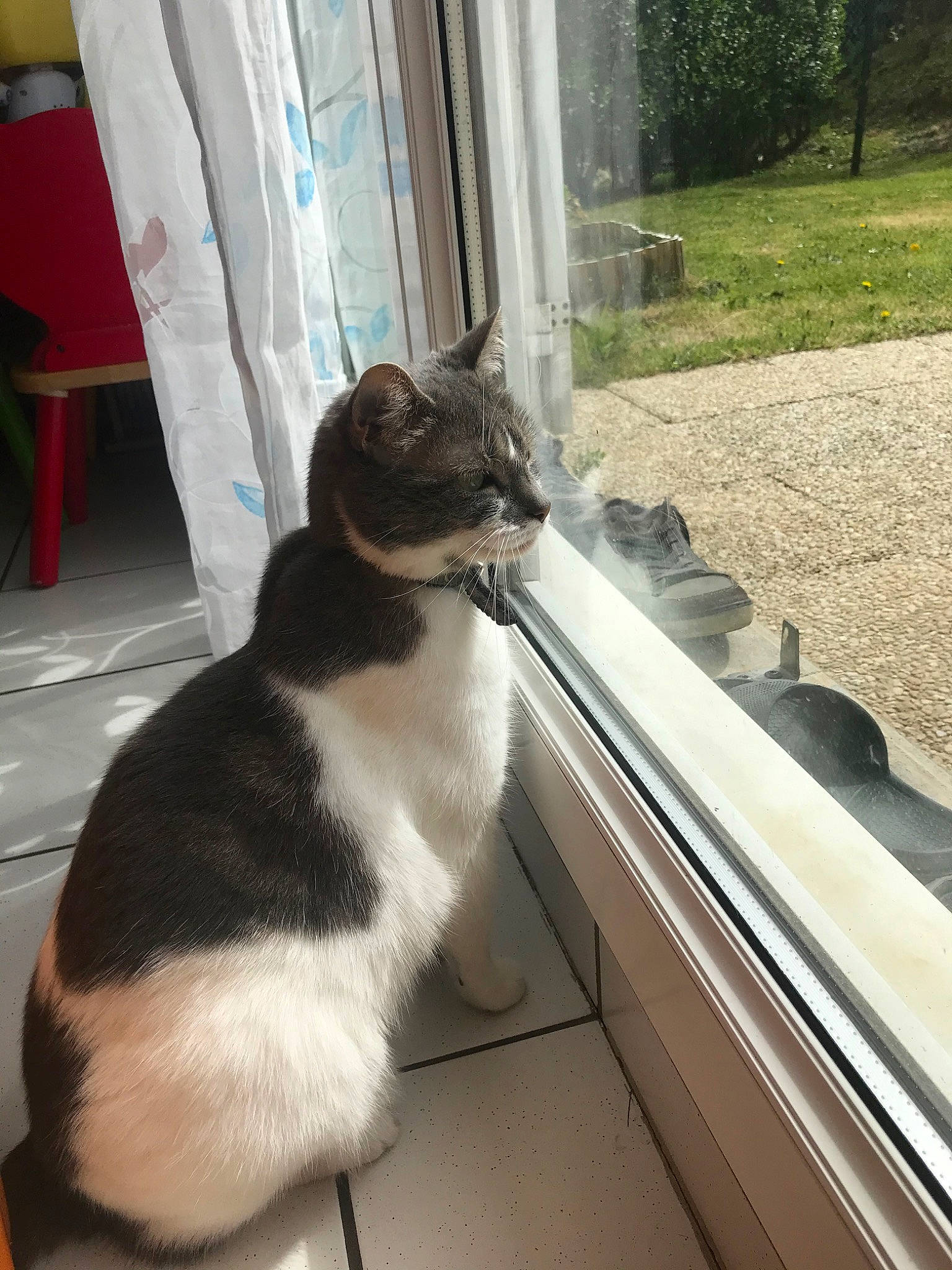 Hermione participe au concours pour gagner de l'argent avec cette photo : aegean_cat, carnivore, cat, domestic_short_haired_cat, felidae, polydactyl_cat, small_to_medium_sized_cats, tail, whiskers, window