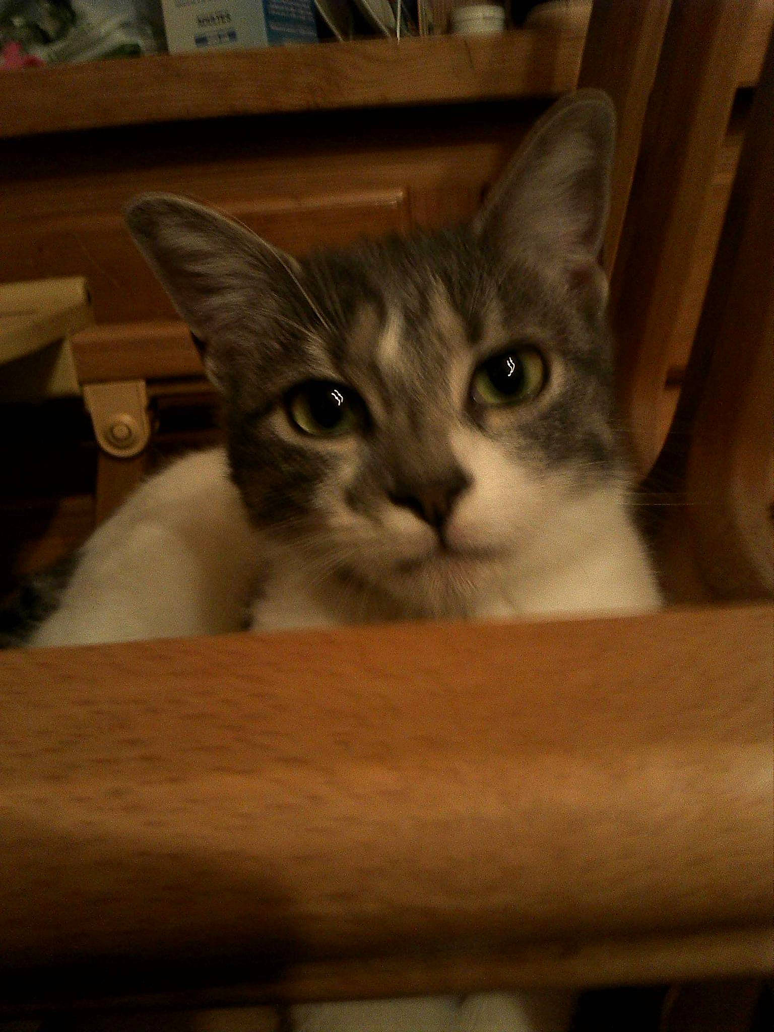 Hermione participe au concours pour gagner de l'argent avec cette photo : box, cardboard, carnivore, cat, cat_supply, comfort, domestic_short_haired_cat, fawn, felidae, fur, hardwood, pet_supply, picture_frame, small_to_medium_sized_cats, snout, whiskers, wood