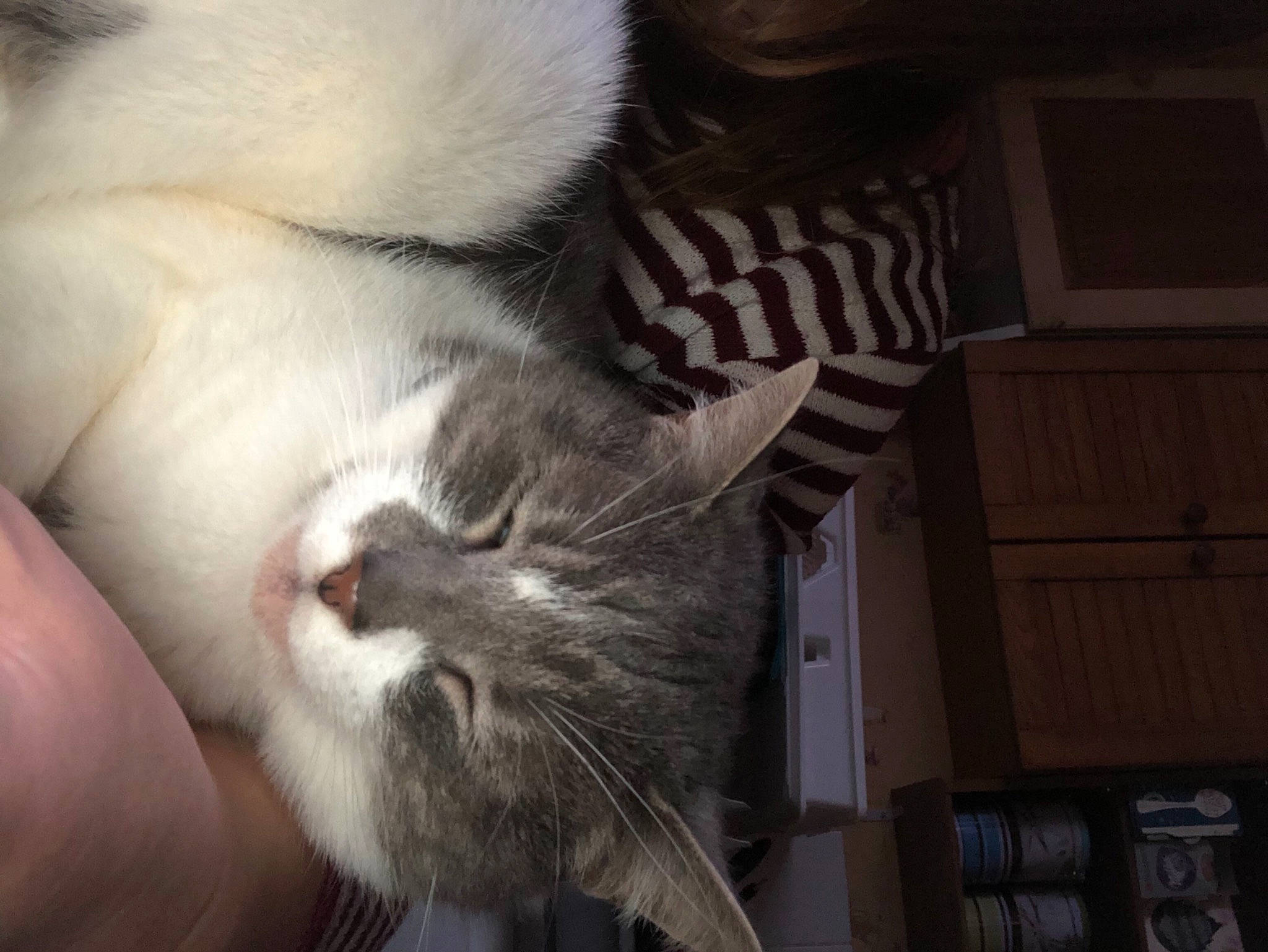 Hermione participe au concours pour gagner de l'argent avec cette photo : carnivore, cat, comfort, domestic_short_haired_cat, ear, eye, felidae, fur, gesture, hand, leg, mammal, nail, nose, paw, small_to_medium_sized_cats, snout, tail, vertebrate, whiskers