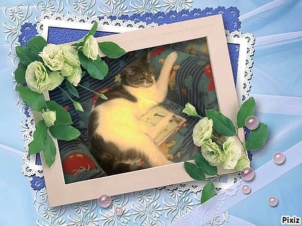 Hermione a rejoint le concours — aidez-le/la à gagner de superbes lots ! art, basket, blue, box, carnivore, cat, felidae, floral_design, flower, flower_arranging, grass, linens, petal, photo_caption, plant, rectangle, room, rose, small_to_medium_sized_cats, whiskers