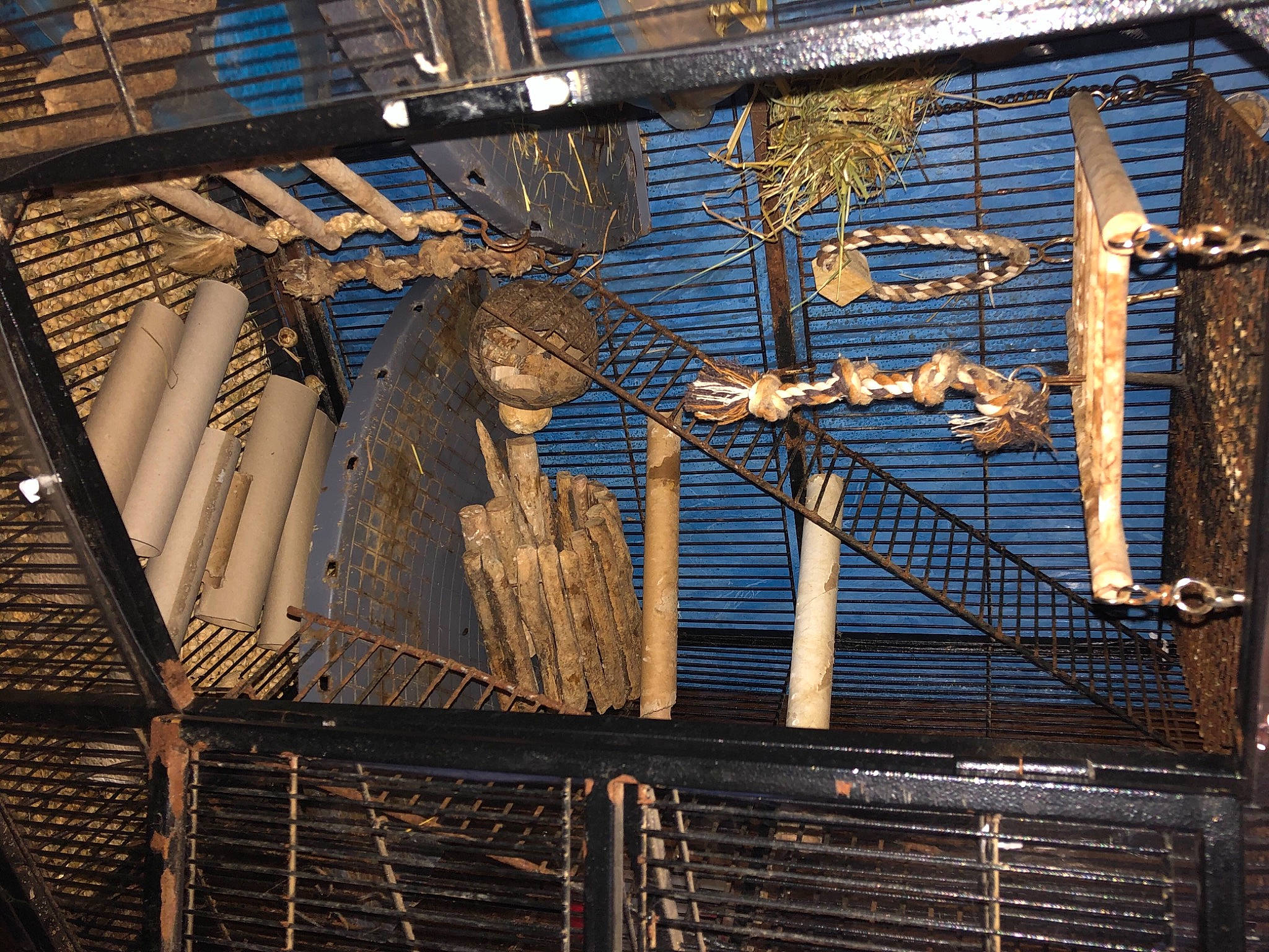 Octodons a rejoint le concours — aidez-le/la à gagner de superbes lots ! art, beam, brick, brickwork, building, city, facade, font, landmark, line, mammal, mesh, metal, pattern, pet_supply, roof, symmetry, vertebrate, wall, wood