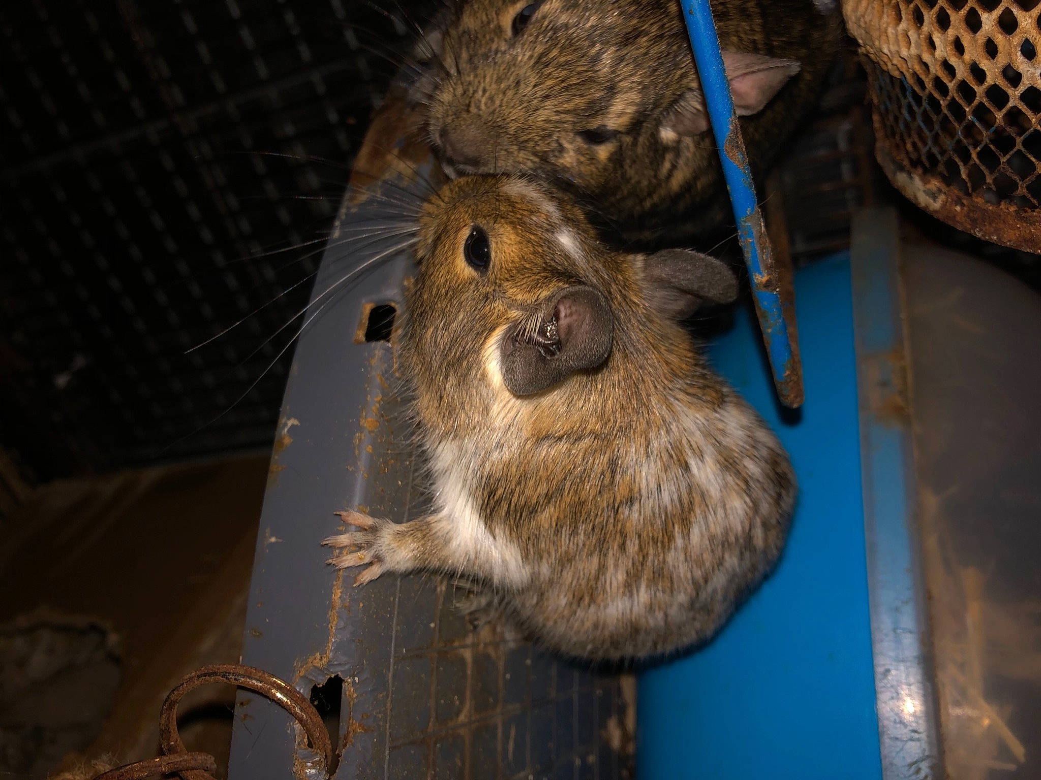 Octodons a rejoint le concours — aidez-le/la à gagner de superbes lots ! animal_shelter, claw, fawn, fur, liver, mechanical_fan, mesh, natural_material, sloth, terrestrial_animal, three_toed_sloth, two_toed_sloth, whiskers, wildlife, wood