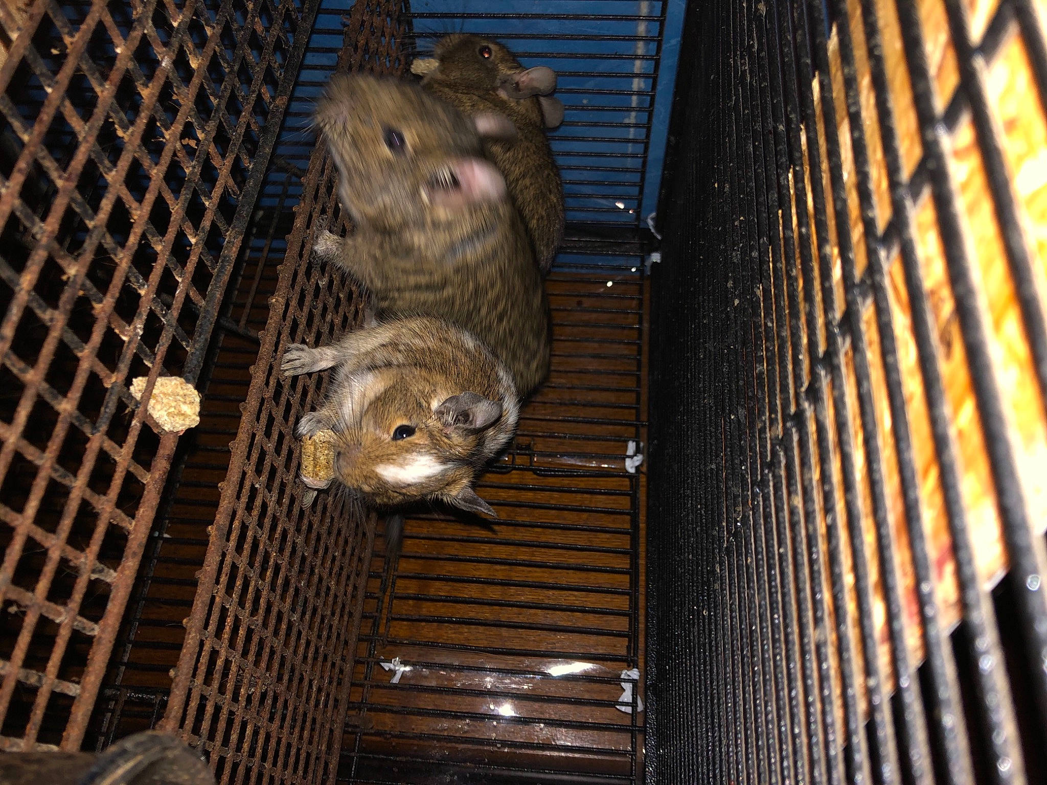 Octodons participe au concours pour gagner de l'argent avec cette photo : animal_shelter, cage, fawn, fur, hamster, mesh, metal, mouse, muroidea, packrats, pest, pet_supply, rat, rodent, skyscraper, snout, tail, terrestrial_animal, whiskers, wood