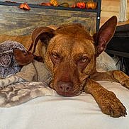 Gauge joined the competition — help win amazing prizes! dog, brown_dog, lying_down, bed, blanket, plush_toy, indoor, wooden_background, pet, animal, resting, cozy, furniture, close_up, canine, paw, face, expression, sleepy, comfort