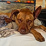 dog, brown_dog, lying_down, bed, blanket, plush_toy, indoor, wooden_background, pet, animal, resting, cozy, furniture, close_up, canine, paw, face, expression, sleepy, comfort