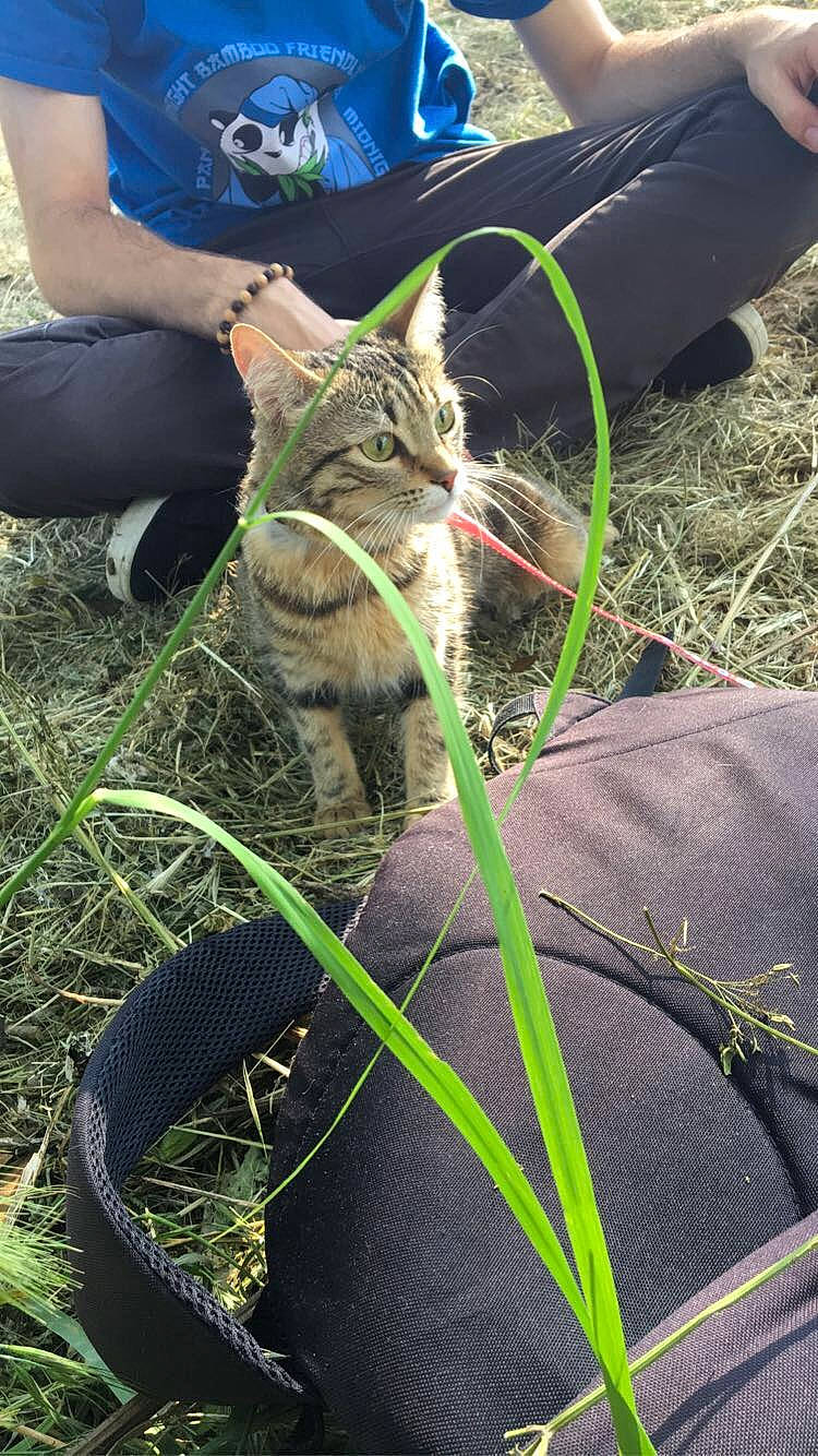 Luna participe au concours pour gagner de l'argent avec cette photo : cat, domestic_short_haired_cat, felidae, grass, hand, plant, small_to_medium_sized_cats, tail