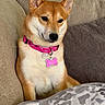 Vulpix Rose joined the competition — help win amazing prizes! dog, shiba_inu, pet, collar, pink_collar, couch, indoor, furniture, animal, canine, fur, ears, snout, sitting, cute, domestic_animal, companion, relaxed, portrait, home