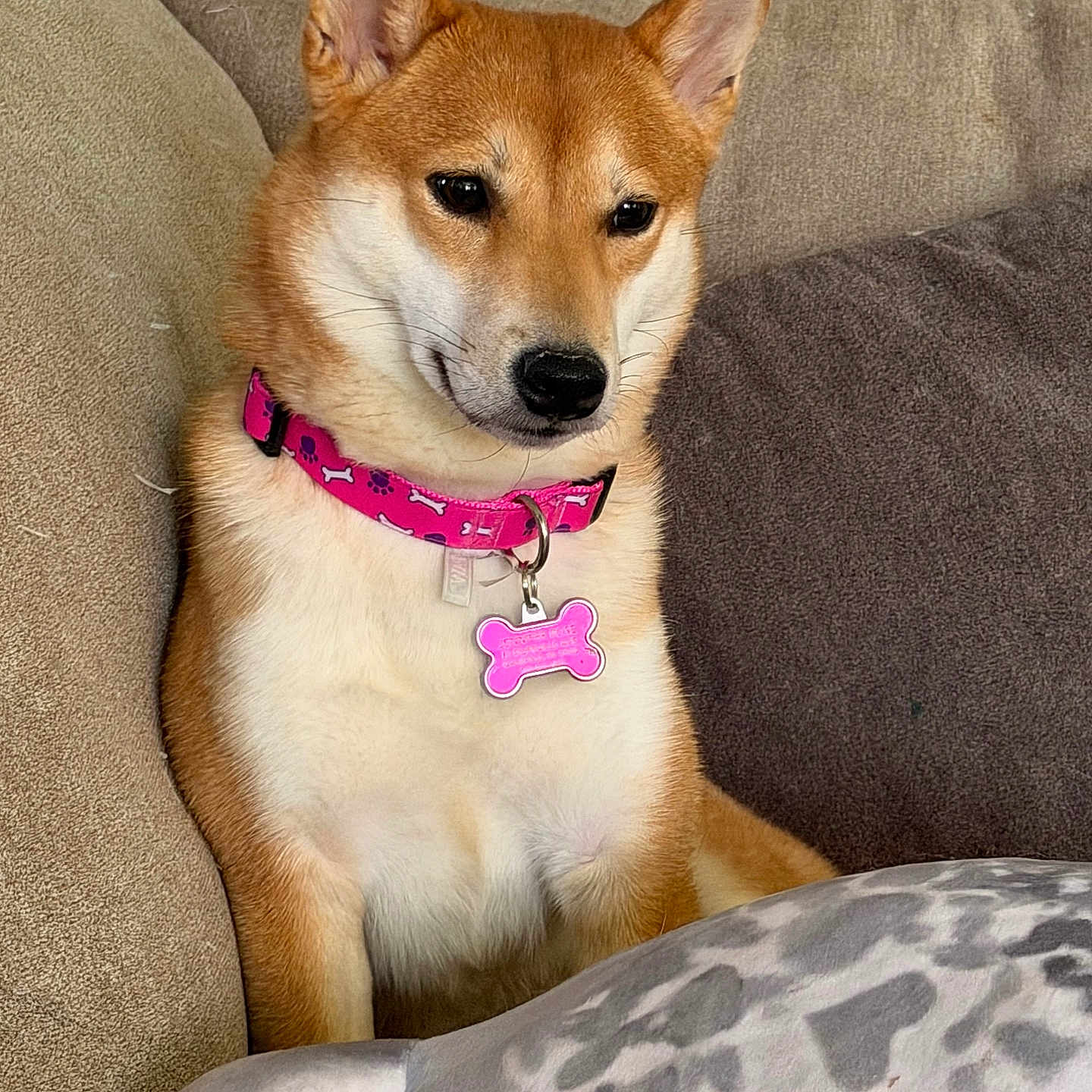 Vulpix Rose