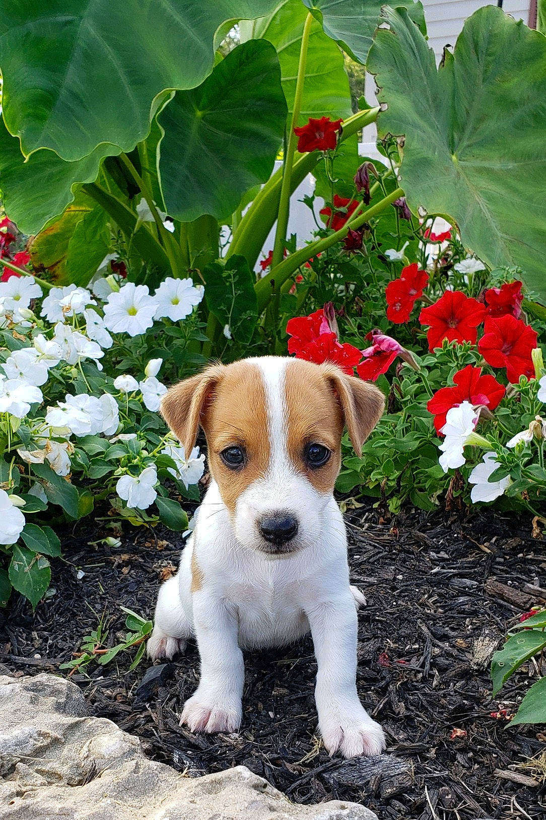 Dalton Turner Sparks joined the competition — help win amazing prizes! annual_plant, canidae, carnivore, collar, companion_dog, dog, dog_breed, fawn, flower, flowering_plant, grass, groundcover, irishjacks, petal, plant, shrub, snout, sporting_group, tail, working_animal