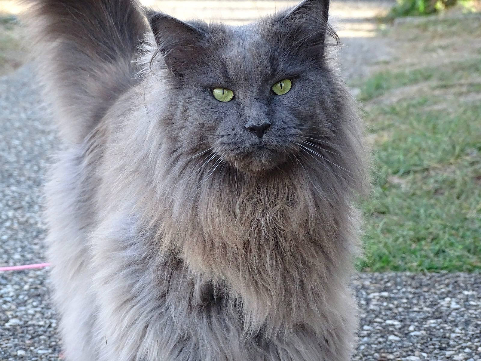 Neptune a rejoint le concours — aidez-le/la à gagner de superbes lots ! british_longhair, carnivore, cat, domestic_short_haired_cat, eye, felidae, fur, grass, grey, plant, small_to_medium_sized_cats, snout, terrestrial_animal, whiskers, wildlife, window