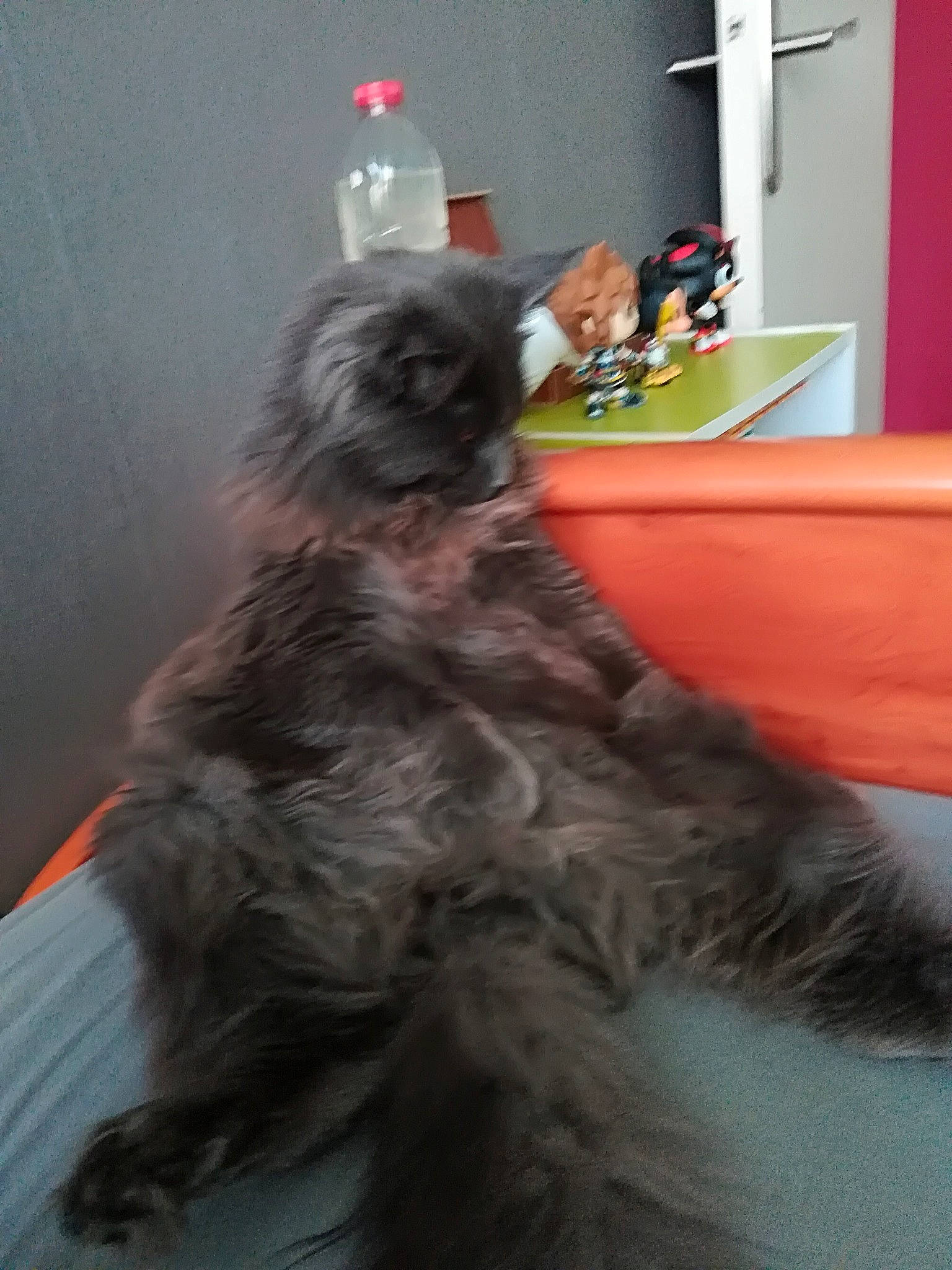 Neptune participe au concours pour gagner de l'argent avec cette photo : bottle, british_longhair, canidae, carnivore, cat, comfort, companion_dog, dog_breed, felidae, flooring, fur, liver, natural_material, small_to_medium_sized_cats, sporting_group, tail, terrestrial_animal, whiskers