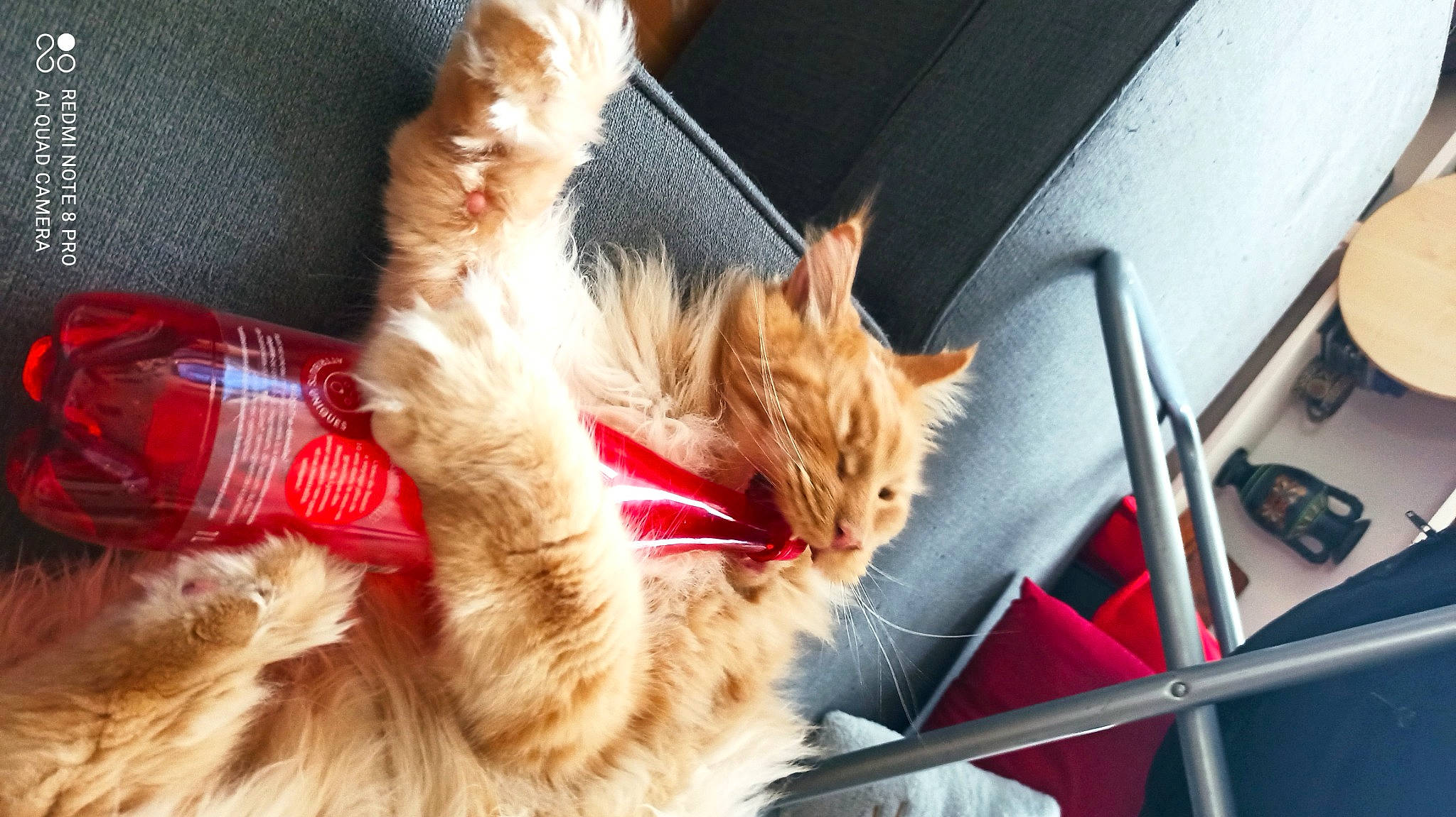 Phoebus a rejoint le concours — aidez-le/la à gagner de superbes lots ! carnivore, cat, claw, comfort, domestic_short_haired_cat, ear, fawn, felidae, fur, human_leg, lap, leg, nap, paw, plant, sitting, small_to_medium_sized_cats, snout, tail, whiskers