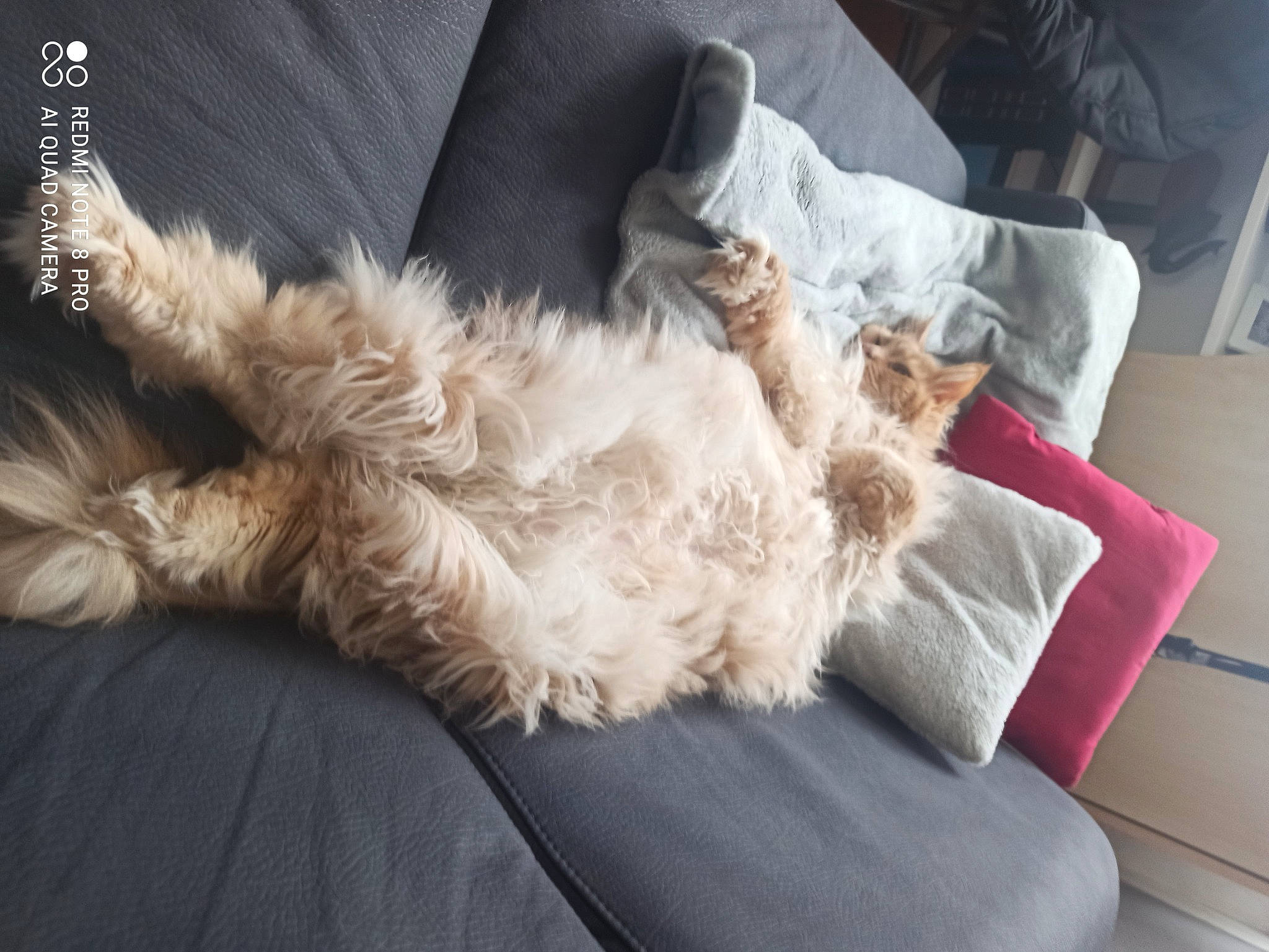 Phoebus participe au concours pour gagner de l'argent avec cette photo : carnivore, claw, comfort, companion_dog, couch, dog, dog_breed, fawn, felidae, fur, grey, human_leg, paw, small_terrier, small_to_medium_sized_cats, snout, tail, terrier, toy_dog, whiskers