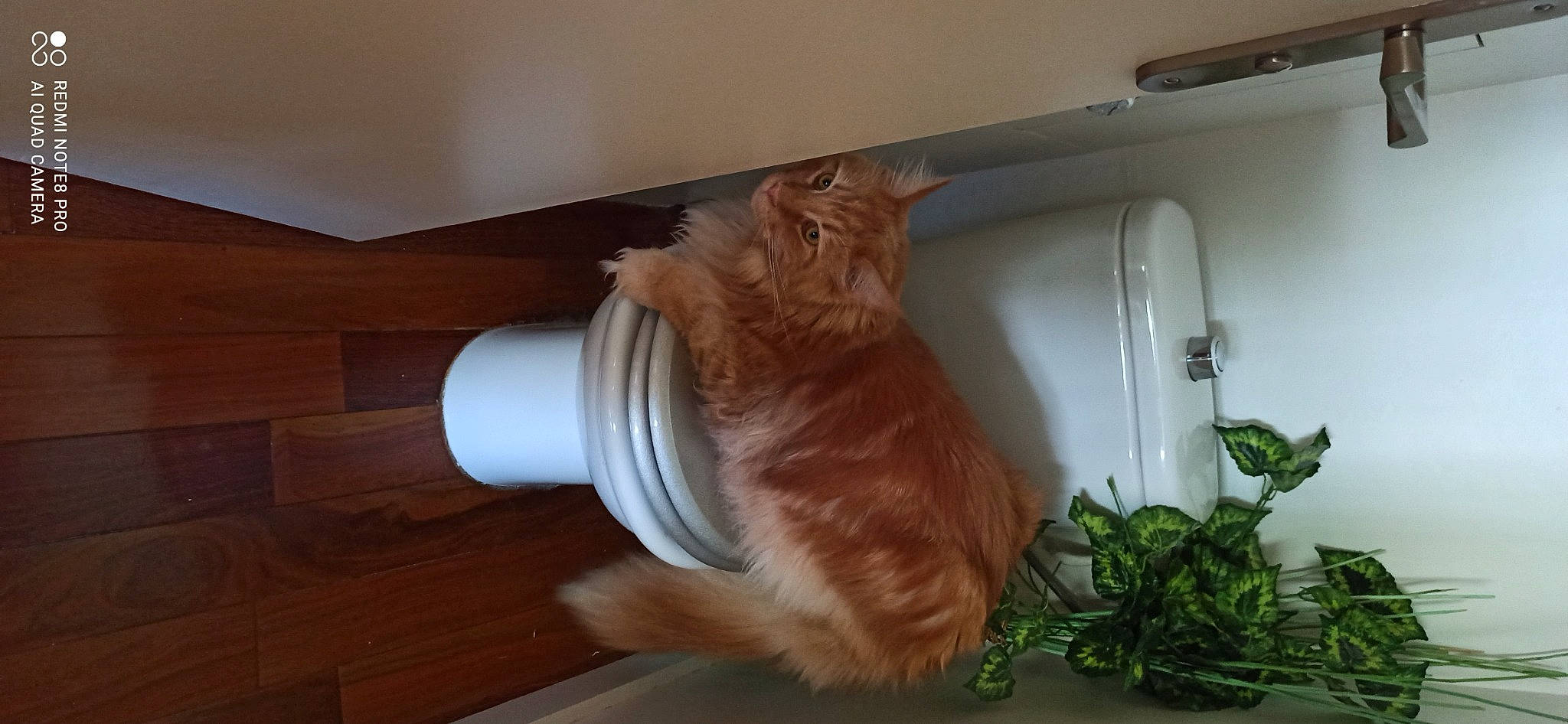 Phoebus a rejoint le concours — aidez-le/la à gagner de superbes lots ! carnivore, cat, companion_dog, dog_breed, fawn, felidae, flooring, flowerpot, fur, hardwood, liver, plant, plumbing_fixture, small_to_medium_sized_cats, sporting_group, tail, tap, whiskers, wood, wood_stain