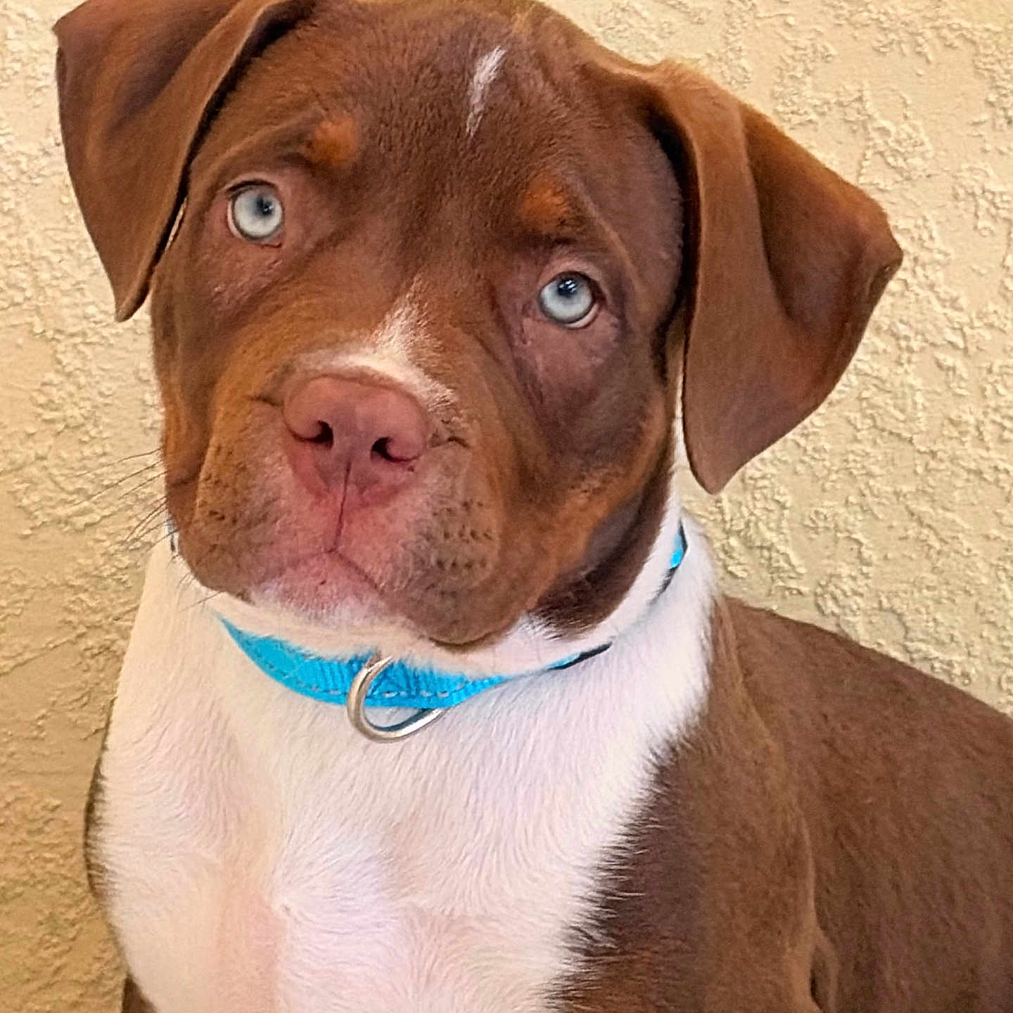 Logan joined the competition — help win amazing prizes! dog, puppy, brown_fur, white_fur, blue_eyes, collar, indoor, pet, animal, closeup, portrait, cute, curious, canine, furry, young_dog, domestic_animal, head, ears, nose
