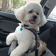 Cody is registered to the contest to win money with this photo: animal, car_interior, car_seat, companion, cute, dog, domestic_animal, fluffy_dog, fur, greenery, happy, harness, leash, parked_car, pet, seatbelt, tongue_out, tree, white_dog, window