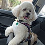 animal, car_interior, car_seat, companion, cute, dog, domestic_animal, fluffy_dog, fur, greenery, happy, harness, leash, parked_car, pet, seatbelt, tongue_out, tree, white_dog, window