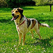 Athéna participe au concours pour gagner de l'argent avec cette photo : animal, canine, collar, dog, field, fur, grass, greenery, happy, leash, muzzle, nature, outdoor, pet, standing, summer, sunlight, tongue_out, tree, wildflowers