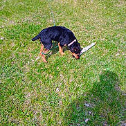 Piper joined the competition — help win amazing prizes! dog, grass, leash, stick, outdoor, collar, tent, log, daylight, animal, pet, sniffing, nature, field, canine, summer, greenery, playful, young_dog, curious