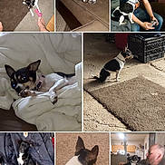 Bella joined the competition — help win amazing prizes! dog, black_and_white, blanket, couch, carpet, man, tattoo, controller, cap, indoor, furniture, relaxing, pet, sleeping, playing, companion, home, person, chair, toy