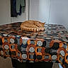 Biscuit participe au concours pour gagner de l'argent avec cette photo : animal, bedroom, cat, clothing, cozy, curled_up, feline, furniture, home, indoor, nap, orange_cat, patterned_fabric, pet, portrait, relaxed, sleeping, table, tablecloth, wardrobe