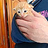 blue_eyes, blue_sleeve, close_up, cozy, curious, cute, domestic_animal, feline, hand, holding, indoor, kitten, orange_cat, person, pet, portrait, small_animal, snug, wooden_cabinet, young_cat