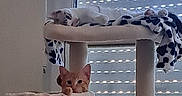 Biscuit a rejoint le concours — aidez-le/la à gagner de superbes lots ! animal, blanket, blinds, cat, cat_tree, cow_print, cozy, cute, indoors, kitten, kittens, orange_cat, peeking, pet, portrait, scratching_post, sitting, sleeping, white_cat, window